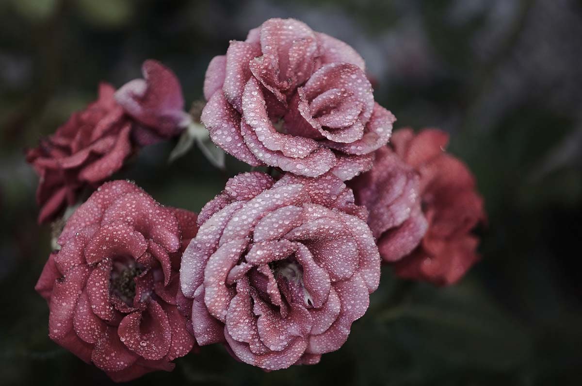 Róże: marzycielskie i eleganckie róże dla wymagających ogrodników