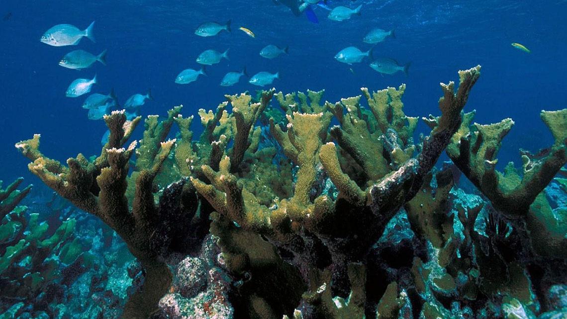 Rafy koralowe przenoszą informacje? 
